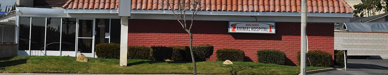 Nohl Ranch Animal Hospital in Orange, CA | Front entrance
