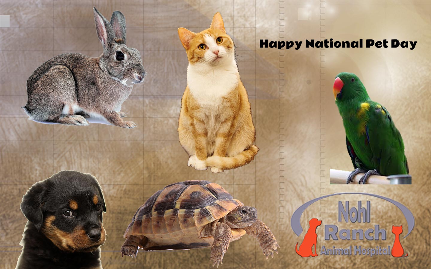 Nohl Ranch Animal Hospital Veterinarian in Orange, CA blog | Happy National Pet Day | Adopt a pet on April 11 and get a free office Exam and a Free first round of vaccination.