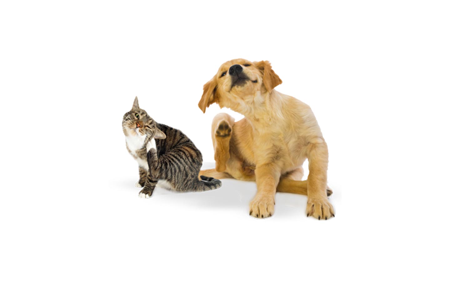 Nohl Ranch Animal Hospital in Orange, CA | Offer- Coupon | 10% OFF Flea & Tick Prevention