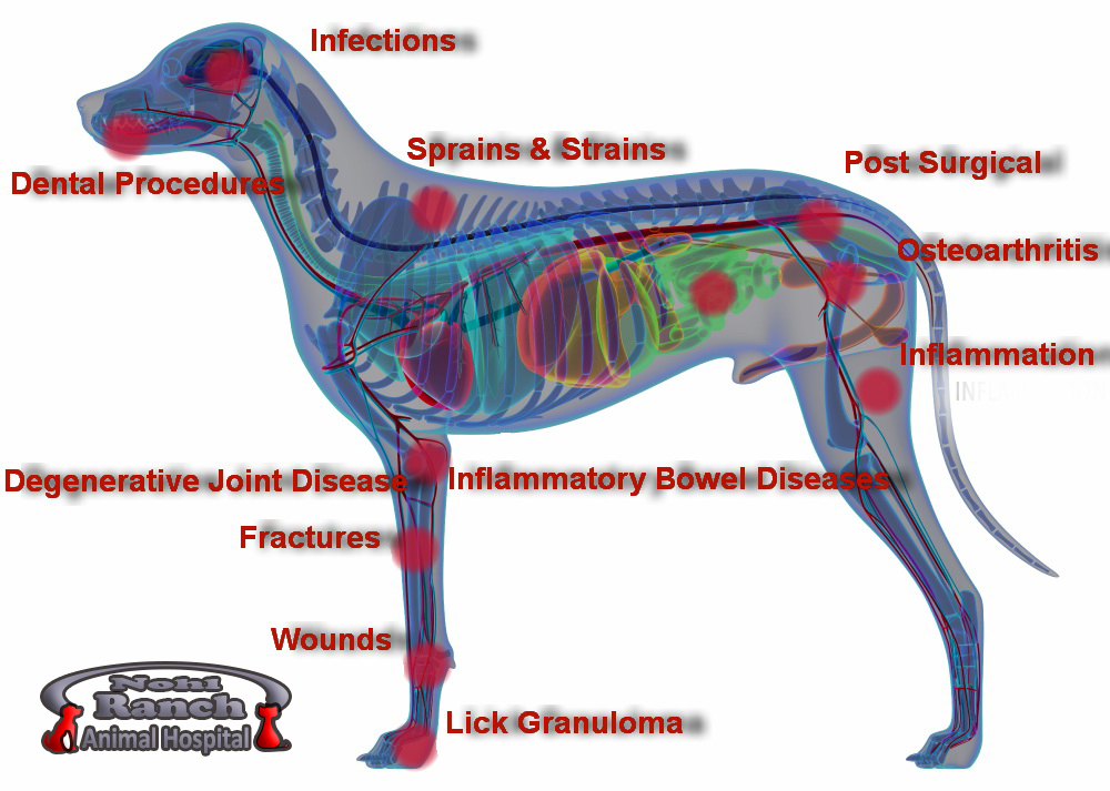 Laser treatment for store dog ear infections