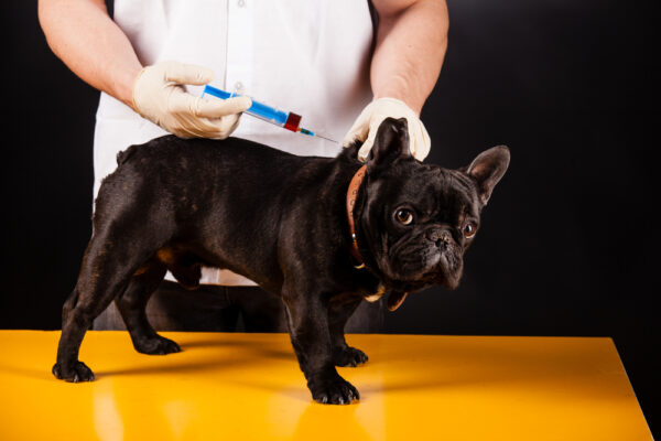 Dog Vaccine Rabies