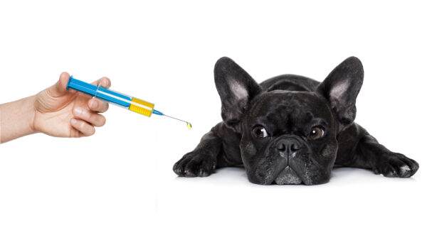 Dog Vaccine