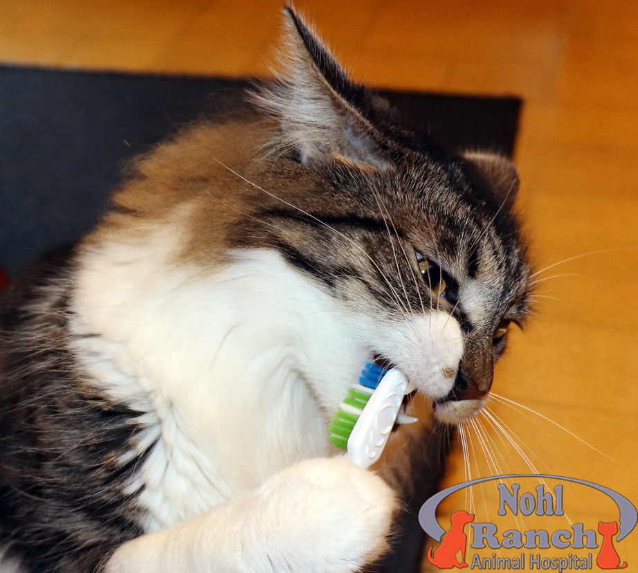 Pet Dental Health Month | Orange Vet Hospital