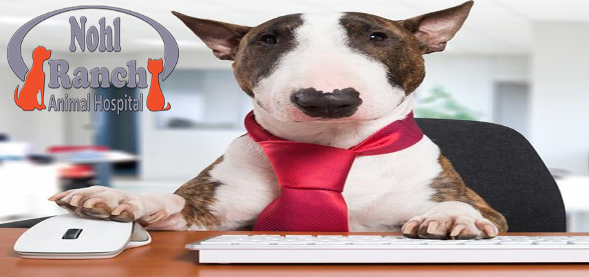 National Take Your Dog to Work Day | Orange Pet Clinic
