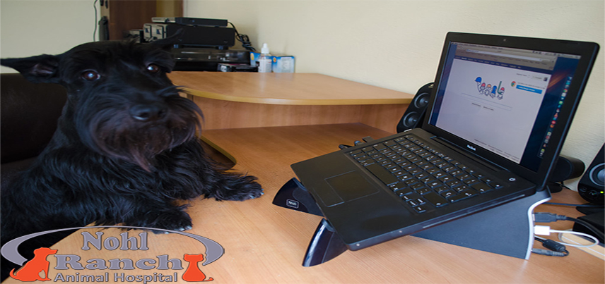 National Take Your Dog to Work Day | Orange Pet Clinic