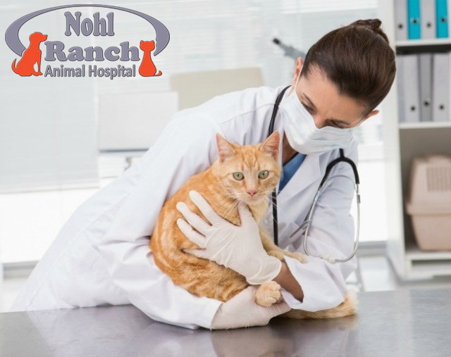 National Take Your Cat To Vet Day | Orange Pet Clinic