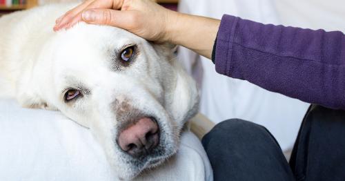 Animal Pain Awareness | Orange Pet Clinic