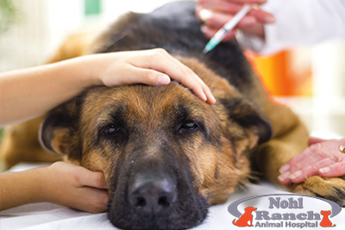 Animal Pain Awareness | Orange Pet Clinic