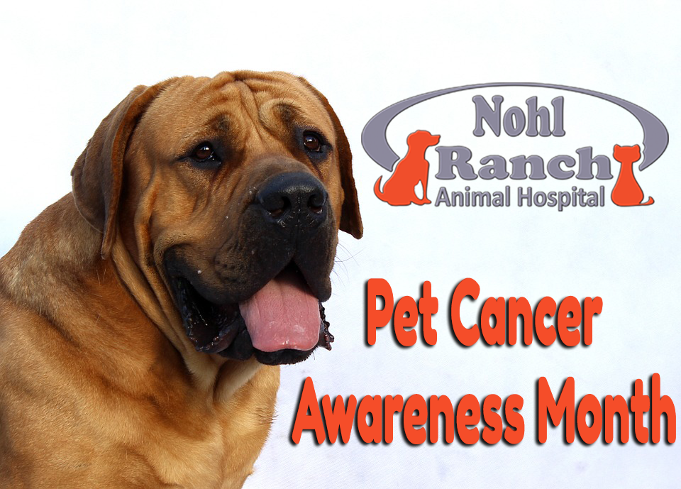 Pet Cancer Awareness Month | Orange Pet Clinic