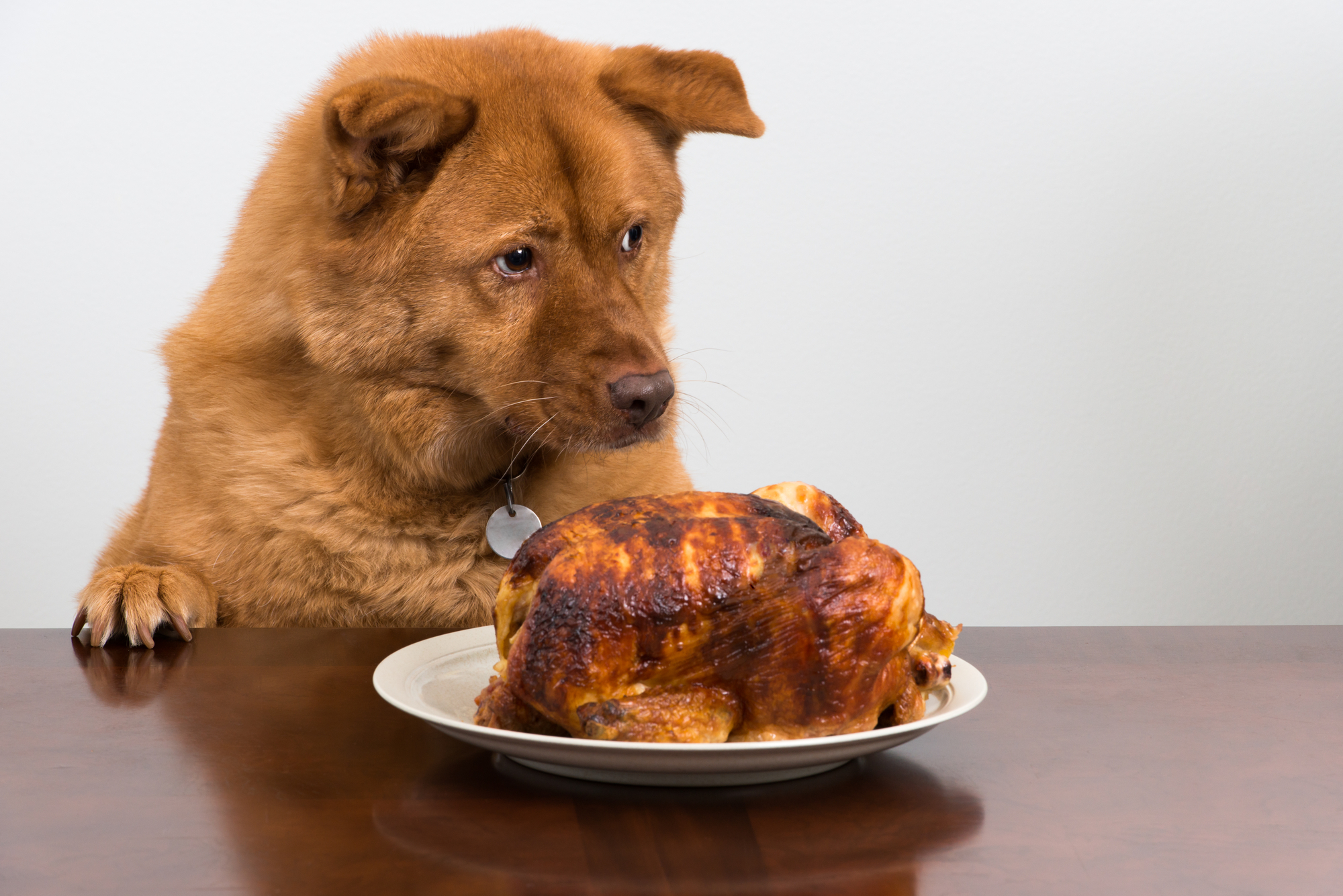 Keeping Your Pets Safe This Thanksgiving