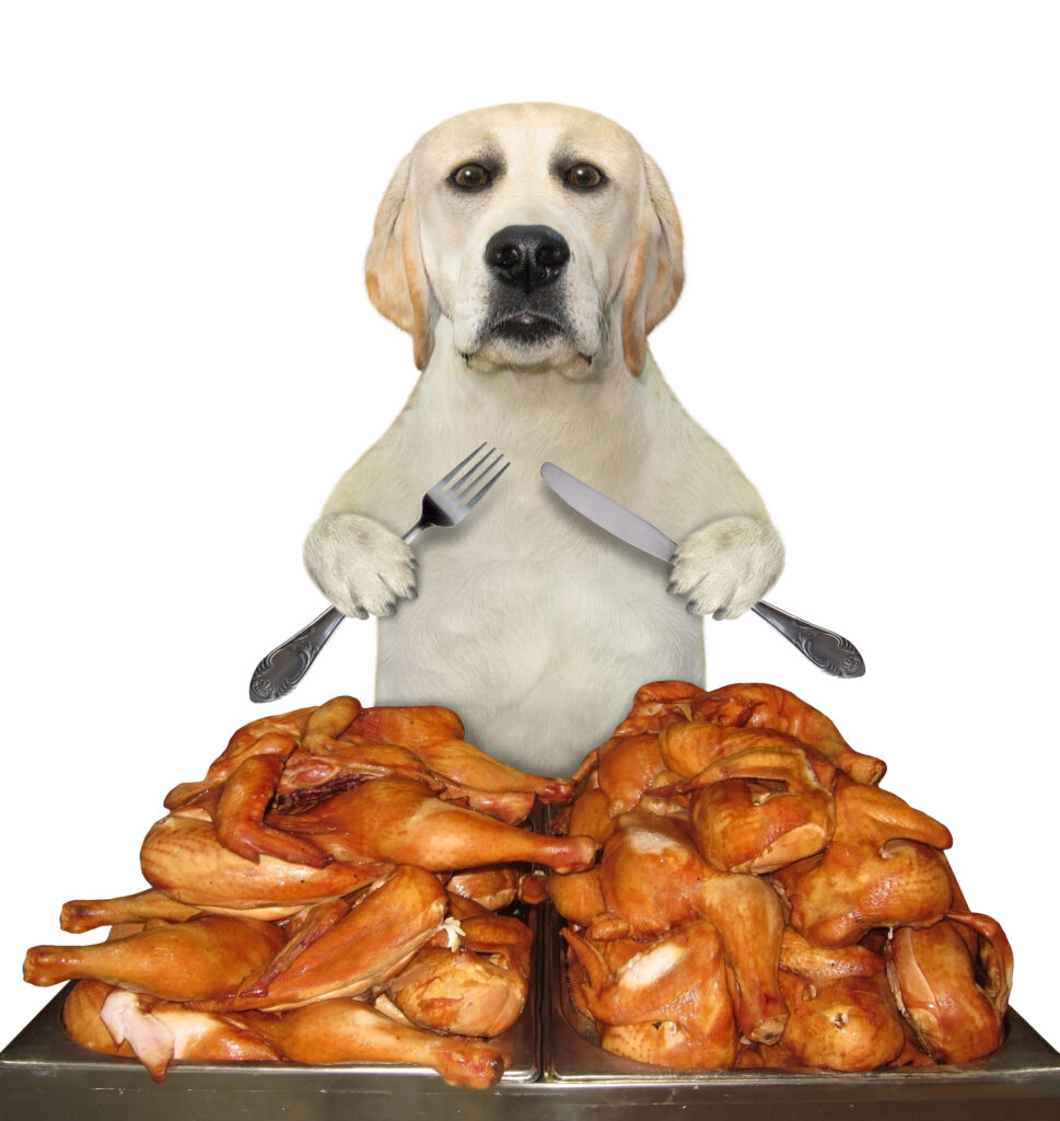 Keeping Your Pets Safe This Thanksgiving: