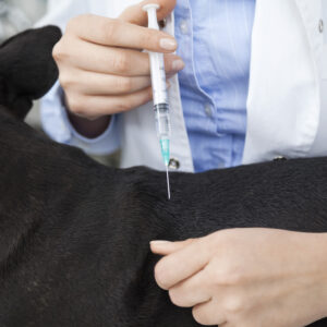 Pets Vaccines