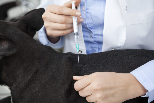 Pets Vaccines