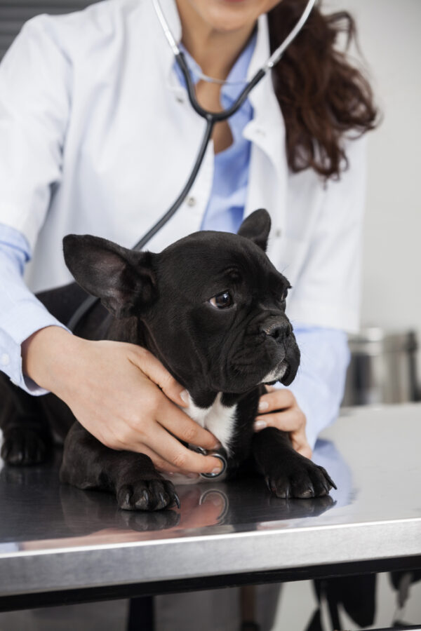 Pet wellness Exam