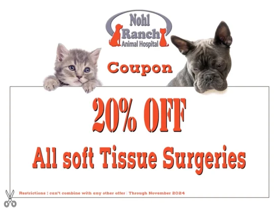 Pets soft Tissues surgeries coupon