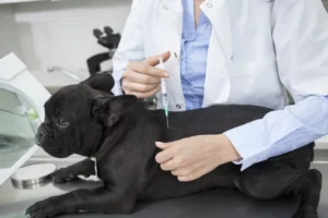 Essential Vaccines for Puppies and Kittens