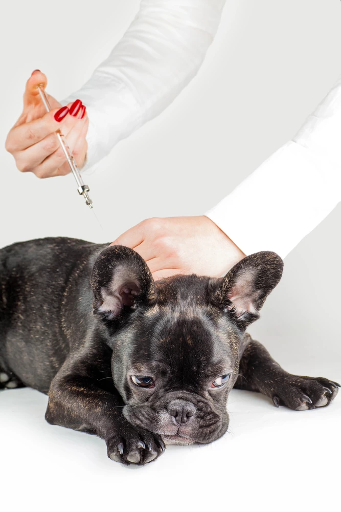 Essential Vaccines for Puppies and Kittens