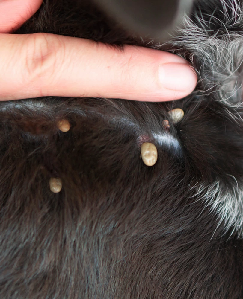 Flea & Tick Month Is Back! Marcel's Guide to Summer Protection