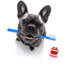 Pet Dental Health Awareness | keep-those-smiles-healthy