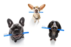 Pet Dental Health Awareness | keep-those-smiles-healthy