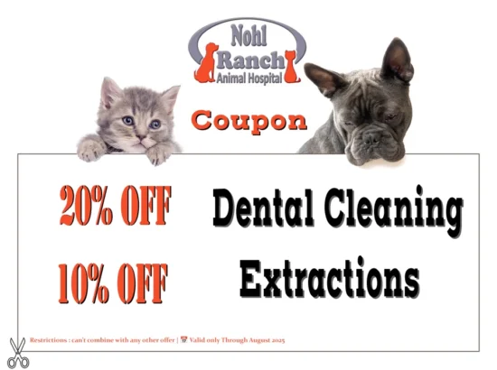 Pet Dental Care and August Savings!