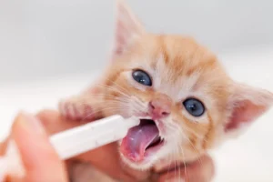 Kitten Vaccine Package