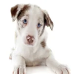 A Healthy Start for Your New Pet