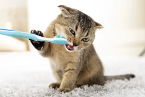 Pet Dental Health Month