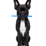 Pet Dental Health Month