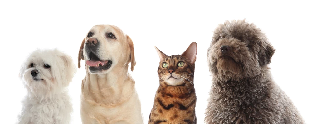 Pet Dental Health Month