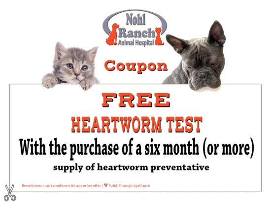 Animal Hospital offers